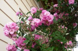 Bí quyết trồng hoa hồng leo ngát hương trên ban công
