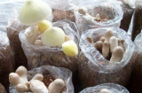 Cách trồng nấm rơm trên mùn cưa