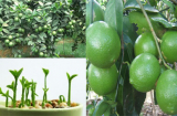 Cách trồng chanh trên sân thượng cho ăn trái quanh năm