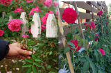 Trồng hoa hồng leo mùa nào sai hoa nhất?