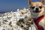 Gặp gỡ những chú chó nổi tiếng vì đi vòng quanh thế giới