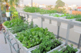 Cách làm giàn trồng rau sạch tại nhà, trên sân thượng