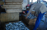 Hóa chất trong 30 tấn cá nục ở Quảng Trị độc hại thế nào?