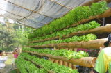 Những vườn rau xanh mơn mởn được trồng trong ống tre và ống nhựa