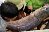 Thái Nguyên: Vô tình bắt được cá trắm 'khủng' nặng 52kg