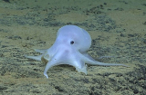 Cận cảnh những con vật kỳ dị dưới đáy biển sâu
