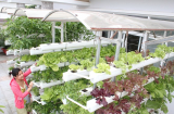 Tiết kiệm không gian với vườn rau được trồng trong ống nhựa PVC