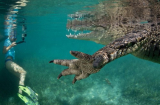 Hai cha con liều mạng selfie cùng cá sấu dưới đầm nước