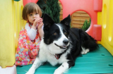 Bé gái 2 tuổi phát hiện ra bệnh ung thư nhờ chú chó cưng