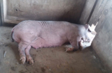 Lợn nái hung dữ cắn nát…tinh hoàn của giám đốc vì bị bắt con