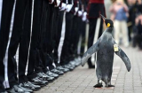 'Hot boy' chuẩn tướng chim cánh cụt duyệt đội danh dự