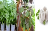 Cách trồng đơn giản cho 3 cây gia vị chữa bệnh ngay tại nhà (P.1)