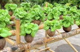 Vườn rau xanh tốt trong vỏ dừa, tiết kiệm chi phí lại đẹp nhà