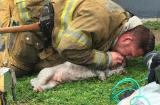 Khoảnh khắc kì diệu: người lính cứu hỏa hô hấp nhân tạo cứu sống chú chó ở đám cháy