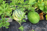 Cách trồng dưa hấu trong chậu cực đơn giản
