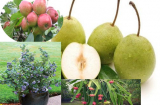 4 cây ăn trái nhỏ xinh ngon nên trồng tại nhà