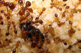 Tuyệt chiêu để trong nhà bạn không có con kiến nào mà không cần thuốc diệt