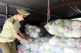 Báo động: Bắt giữ 2,5 tấn cải thảo, bắp cải Trung Quốc vận chuyển vào Nghệ An tiêu thụ