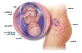 Sự phát triển của thai nhi trong tuần thứ 15