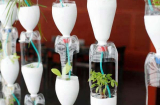 Hướng dẫn cách trồng rau bằng chai nhựa dễ dàng mà không tốn công chăm sóc