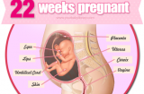 Thai nhi 22 tuần tuổi và sự thay đổi của cơ thể người mẹ