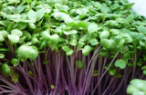 Hướng dẫn cách trồng rau mầm củ cải đỏ tươi, ngon