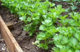 Hướng dẫn cách trồng cây cần tây siêu đơn giản ngay tại nhà