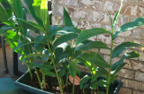 Hướng dẫn cách trồng cây gừng đơn giản hữu hiệu ngay tại nhà