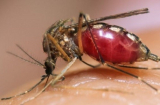 Tin mới nhất về dịch virus Zika: 35 ca đã nhiễm ở Sài Gòn cần báo động gấp