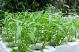 “Sốt sình sịch” với cách trồng rau muống trong 18 ngày thu hoạch của chị em