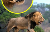 “Dám cãi láo vợ”, đến sư tử cũng bị tát gãy răng