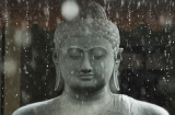 Phật dạy đạo lý nhân sinh sâu sắc thông qua câu chuyện Khổng Tước và Phượng Hoàng, nhất định đừng bỏ qua!