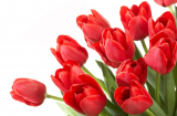 Kỹ thuật trồng hoa tulip trong chậu mùa Tết
