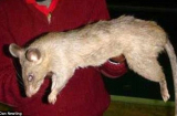 SỐC: Bé 3 tháng tuổi ch.ết thương tâm vì bị chuột cỡ lớn ăn thịt