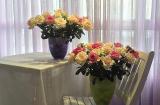 Clip: Chiêm ngưỡng những mẫu hoa hồng đẹp cho ngày Tết (P3)