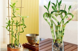 Cây phong thủy: Hãy tìm ngay loại cây này trồng ngay trong nhà giúp tài lộc, may mắn ùn ùn kéo đến