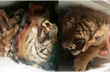 5 con hổ được phát hiện trong… tủ lạnh của 1 gia đình ở Nghệ An