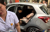 Sản phụ sinh con trên ô tô, CSGT mở đường đưa đến bệnh viện