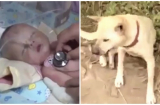 Bị chôn sống, bé trai 1 tháng tuổi may mắn được chú chó 'anh hùng' cứu mạng