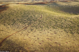 Vòng tròn thần tiên: Giải mã bí ẩn lớn nhất ở sa mạc Namib