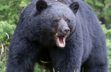 Gấu đen hơn 1 tạ truy đuổi và giết người chạy bộ rồi đứng canh xác nạn nhân
