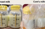 Nữ đồng nghiệp vắt sữa để trong tủ lạnh công ty, nam đồng nghiêp hầu tòa vì uống trộm