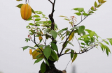 Điểm danh 7 cây ăn quả trồng trong chậu tại nhà mà vẫn đơm hoa kết trái, kéo tài lộc ào ào