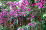 Hướng dẫn cách trồng cây hoa hồng leo đơn giản cho ra hoa nhiều nhất