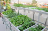 Nếu bạn muốn trồng rau trên sân thượng đơn giản mà hiệu quả hãy làm theo cách này