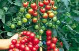 Hướng dẫn cách trồng cà chua luôn xanh tốt, sai trĩu quả trong thùng xốp