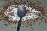 Bật mí bí kíp để trong nhà bạn không có con kiến nào mà không cần thuốc diệt
