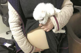 Vờ mang thai để mang chó cưng lên máy bay, cô gái trẻ đã bị lộ tẩy vì sơ suất này