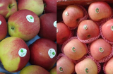 Cách phân biệt táo nhập khẩu và táo Trung Quốc