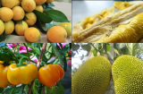 Những loại trái cây CẤM KỴ đặt lên ban thờ ngày Tết nếu không muốn KIỆT QUỆ tài lộc